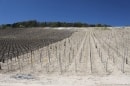 vignes de Damery